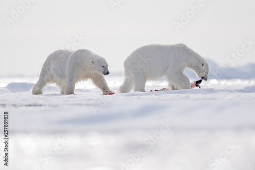 Two polar bears with killed seal. White bear feeding on drift ice with snow, Svalbard, Norway. Bloody nature with big animals. Dangerous animal with carcass of seal. Arctic wildlife.