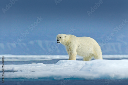 Dangerous bear sitting on the ice, beautiful blue sky. Polar bear on drift ice edge with snow and water in Norway sea. White animal in the nature habitat, Europe. Wildlife scene from nature.