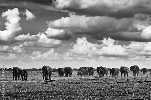 Black and white art photo. African safari. Herds elephant in the sand desert. Wildlife scene from nature, elephant in habitat, Etocha NP, Namibia, Africa. Green wet season, storm dark sky.