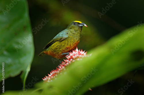 Tanager feeding pink flower bloom. Olive-backed euphonia, Euphonia gouldi, exotic tropical bird from Costa Rica. Bird sitting on beautiful green mossy branch. Birdwatching in South America.