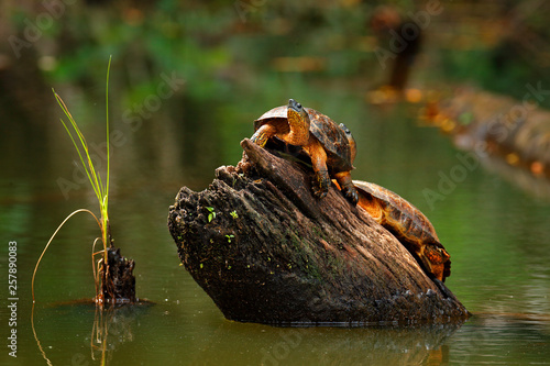 Beautiful turtle in the river. Rhinoclemmys funerea, two Black river turtle. Tortoise in the nature river habitat, sitting on the tree trunk in brown river in Costa Rica. Wildlife scene from nature. photo