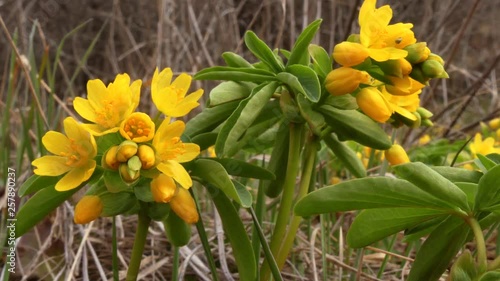 Leontice (Gymnospermium odessanum) is a group of perennial, tuberous herbs in the Berberidaceae. Blooms in early spring. Odessa oblast (Ukraine).  photo