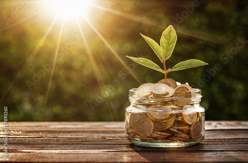 Investment concept, small plant growing out from jar of coins with copy space photo