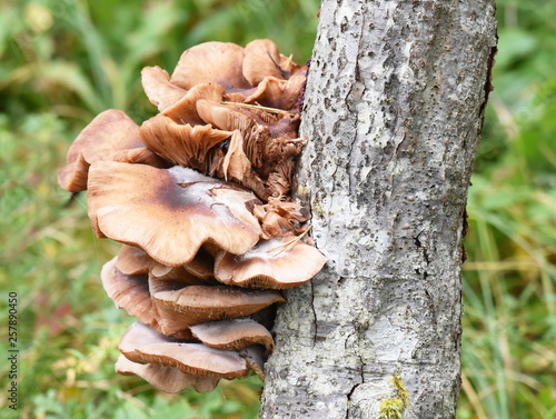 Big group of Honey mushroom, Armillaria mellea growing on a tree stem