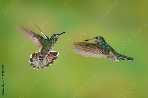 Bird fight. Flying female hummingbird White-necked Jacobin, Florisuga mellivora, from Costa Rica, clear green background. Action wildlife scene from tropic nature.