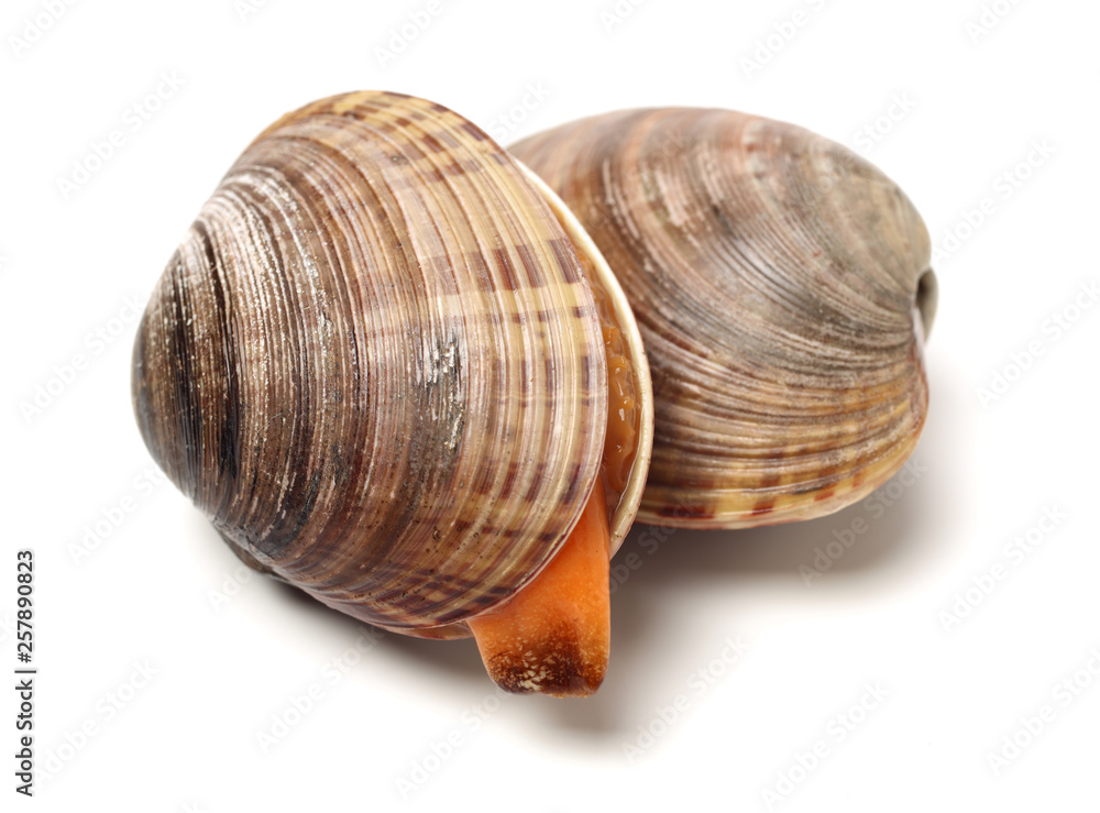 Stacked fresh raw clams on white background Stacked fresh raw clams on white background