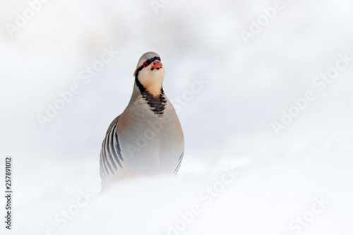 Rock partridge, Alectoris graeca, gamebird in the pheasant family, in the snow during winter. Bird in the white habitat, Hemis NP, Ladakh, India. Partridge from Asia mountain. Detail portrait of bird