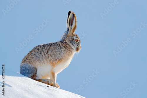 Woolly hare, Lepus oiostolus, in the nature habitat, winter condition with snow. Woolly hare from Hemis NP, Ladakh, India. Animal in the Himalayas mountain, siting on the stone rock. photo