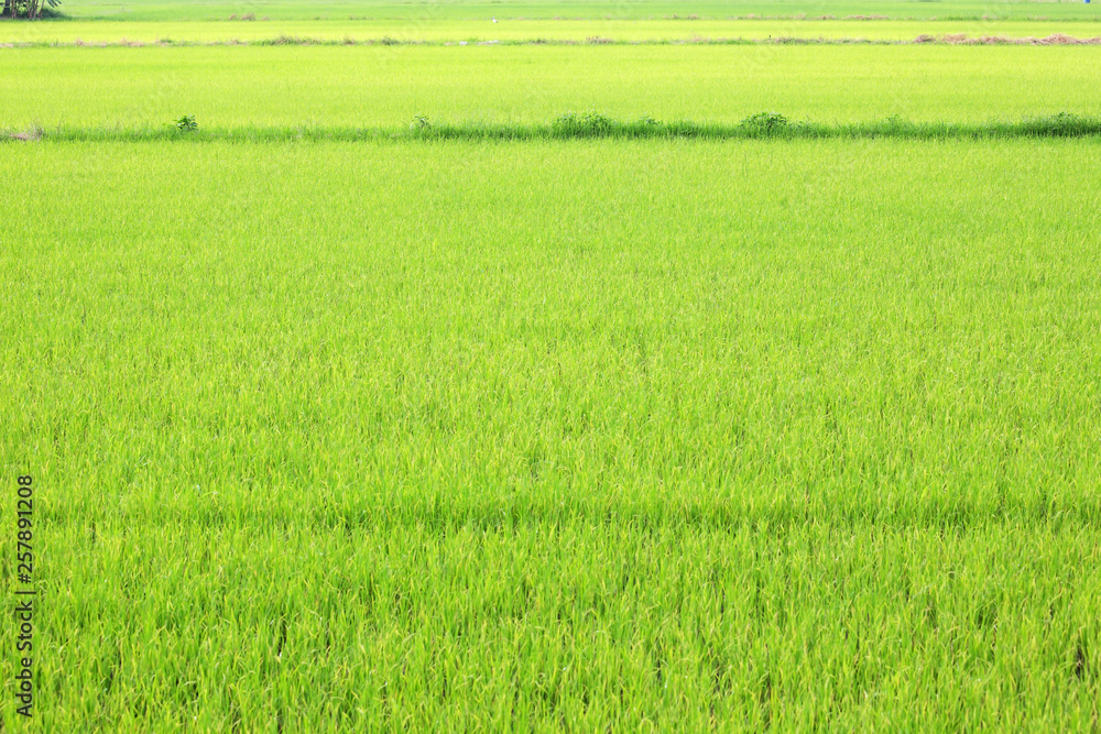 landscape of green paddy field background