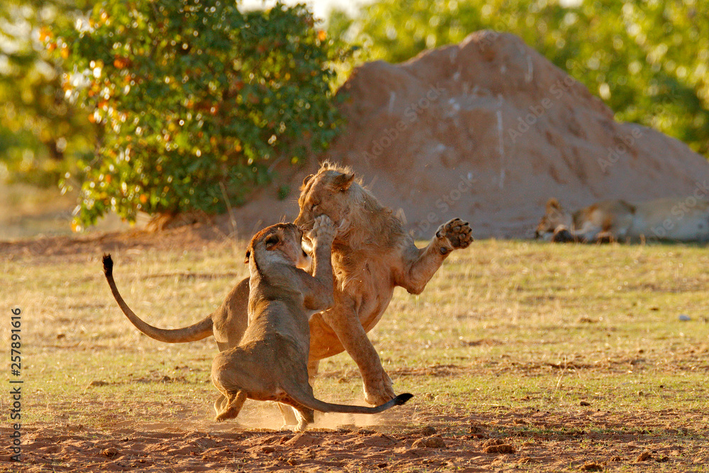 Naklejka premium Lions fight in the sand. Lion with open muzzle. Pair of African lions, Panthera leo, detail of big animals, Etosha NP, Namibia in Africa. Cats in nature habitat. Animal behaviour in Namibia.