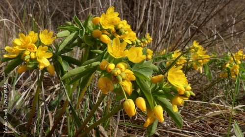 Leontice (Gymnospermium odessanum) is a group of perennial, tuberous herbs in the Berberidaceae. Blooms in early spring. Odessa oblast (Ukraine).  photo