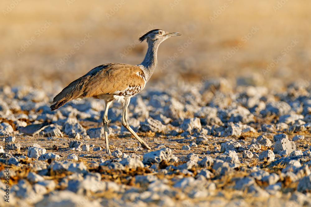 Kori Bustard Flying