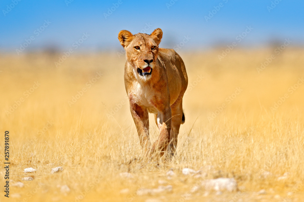 African lion walking in the grass, with beautiful evening light. Wildlife  scene from nature. Animal in the habitat. Safari in Africa. Big angry female  lion in Etosha NP, Namibia. Stock Photo |