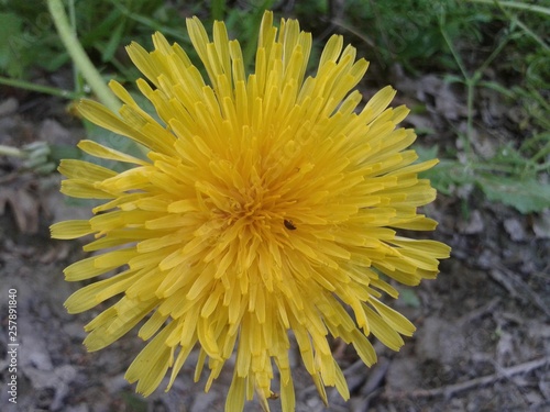 dandelion on green background