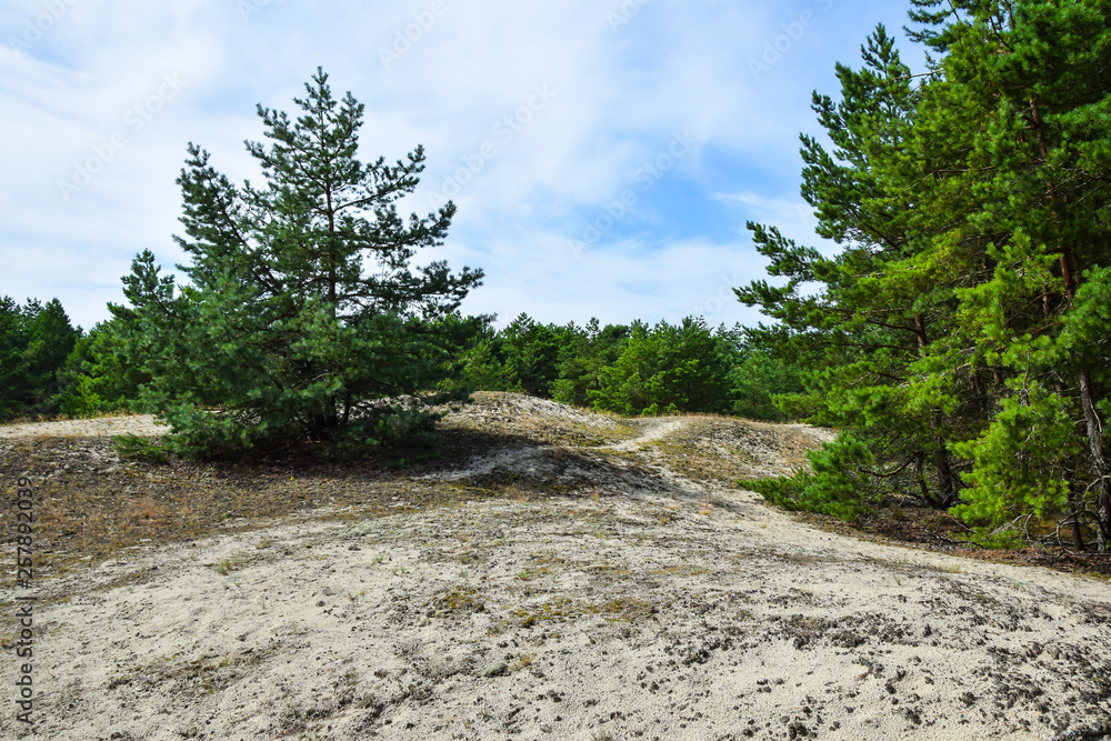 deserted sandy landscape with greenery trees and woods  weather sky