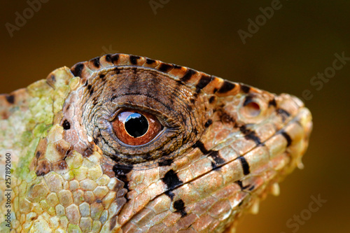 Detail Helmeted basilisk iguana, Corytophanes cristatus, close-up eye. Lizard in the nature habitat, green forest vegetation. Beautiful reptile with long tail and crest. Wildlife nature. photo