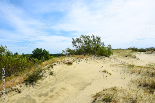 deserted sandy landscape with greenery trees and woods  weather sky