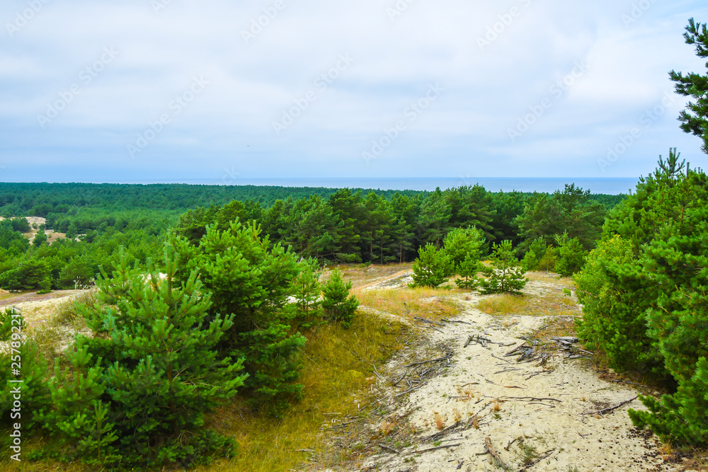 deserted sandy landscape with greenery trees and woods  weather sky