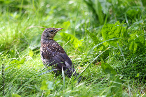 Young thrush on green grass
