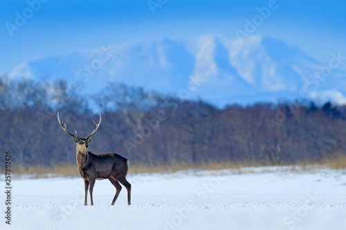 Hokkaido sika deer, Cervus nippon yesoensis, on the snowy meadow, winter mountains and forest in the background, animal with antlers in the nature habitat, winter scene from Hokkaido, Japan.