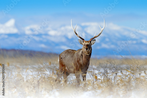 Sika deer  Cervus nippon yesoensis  on the snowy meadow  winter mountains and forest in the background  animal with antlers in the nature habitat  winter scene from Hokkaido  Japan. Wildlife nature.
