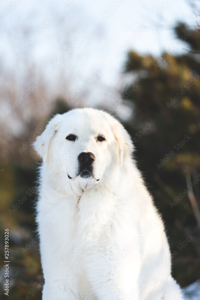 Gorgeous and free maremmano abruzzese sheepdog. Portrait of big white fluffy dog is on the snow in the forest in winter