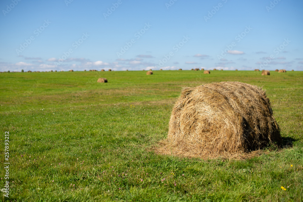 Landscape photo of rolled hay on a field