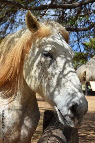 Beautiful Flea Bitten Gray Draft Horse at a Fence Rail photo