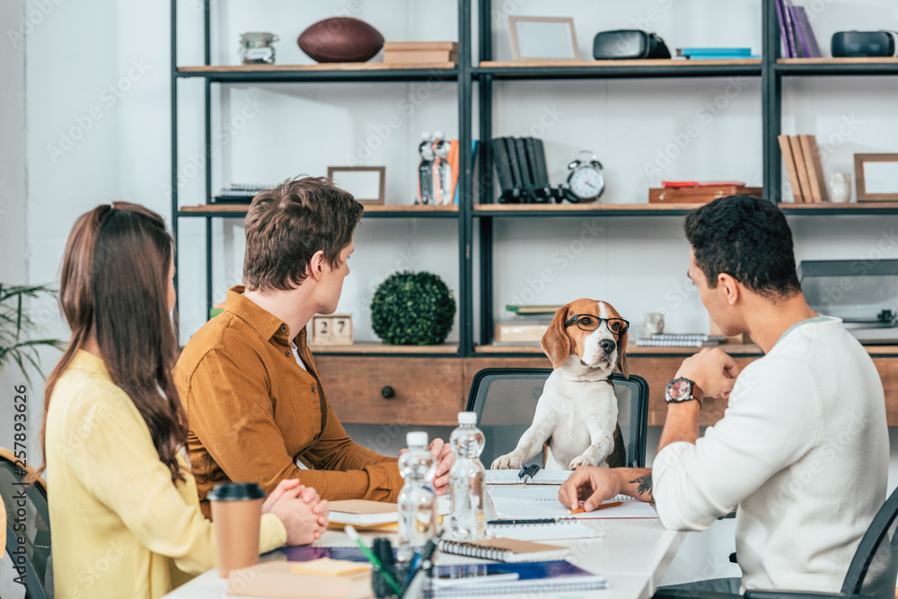 Fototapeta premium Three students with notebooks sitting at desk and looking at beagle dog in glasses