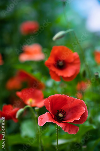 Red poppy flower © Grigoriy Lukyanov