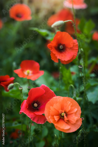 Red poppy flower closeup
