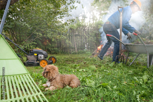 Man in work clothes is working in garden, cutting grass, burning old, branches after tree pruning and feeding outdoor bonfire in spring or autumn. Cute puppy is sitting next to rake and lawn mower