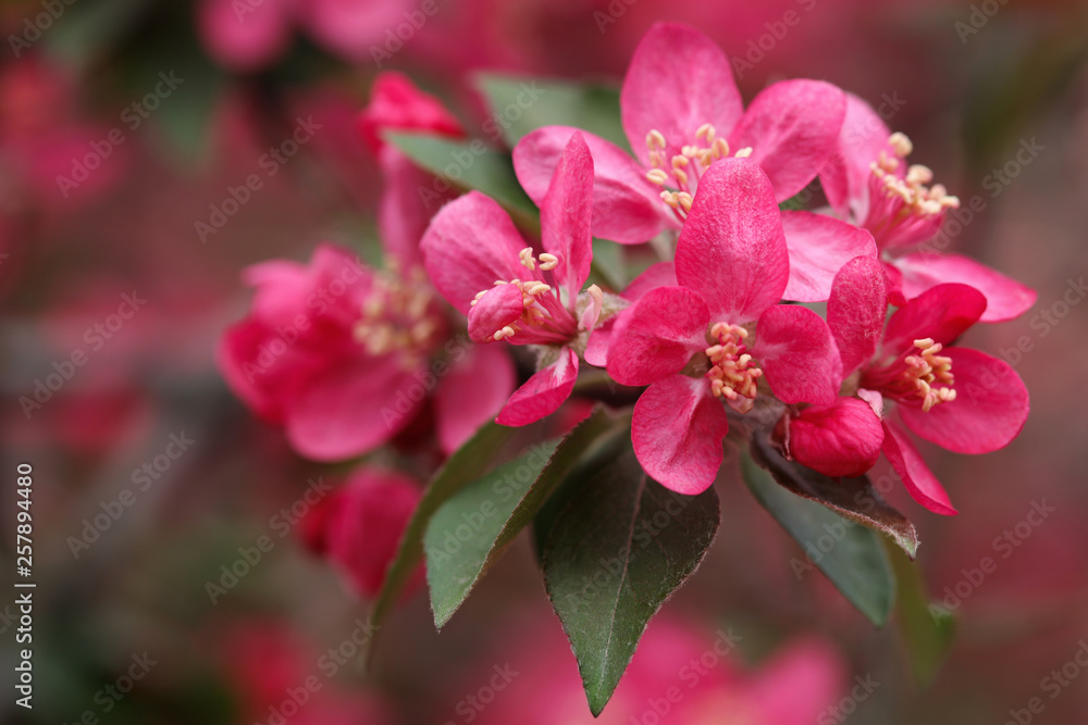 Apple Tree Flowers Blossom close up. Beautiful springtime background Apple Tree Flowers Blossom close up. Beautiful springtime background