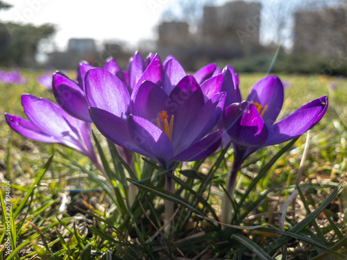 Beautiful crocus flowers in big city photo