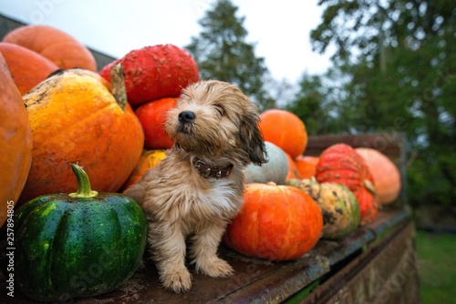 Pumpkin harvest in autumn or fall. Cute, wet puppy is sitting in trailer and guarding pumpkins during rain storm and bad weather. Beautiful, colorful autumn background
