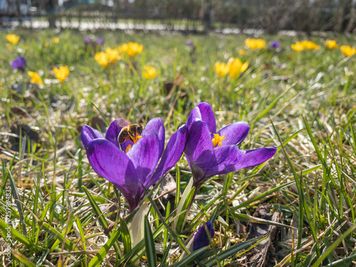 Beautiful crocus flowers in big city