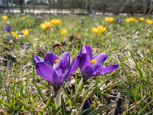 Beautiful crocus flowers in big city photo