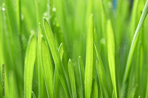 green leaves green wall of green grass closeup background