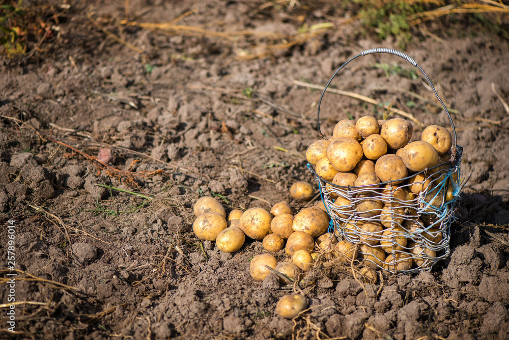 Wired, wicker basket full of freshly dug dirty new potatoes on field, ground during vegetable harvest in autumn. Farmers working on land at countryside, excavate crop of potatoes. Filling sacks Wired, wicker basket full of freshly dug dirty new potatoes on field, ground during vegetable harvest in autumn. Farmers working on land at countryside, excavate crop of potatoes. Filling sacks