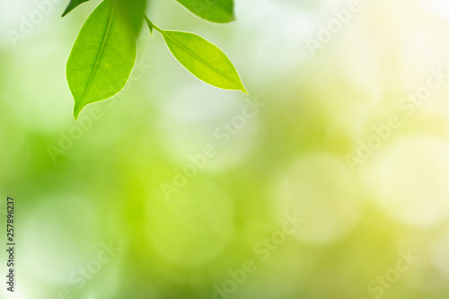 Green nature background. Closeup natural view of green leaf with beauty bokeh background for nature and freshness 