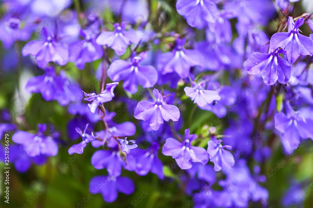 Blue delphinium beautiful flowers in summer garden. Blue delphinium beautiful flowers in summer garden.