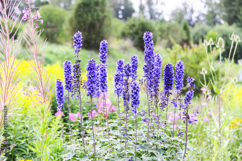 Photo Blue delphinium beautiful flowers in summer garden.
