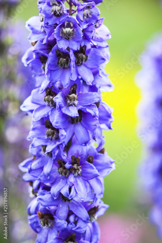 Blue delphinium beautiful flowers in summer garden. photo