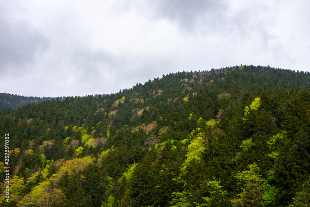 Fototapeta premium Beautiful green landscape around the village Uzungol