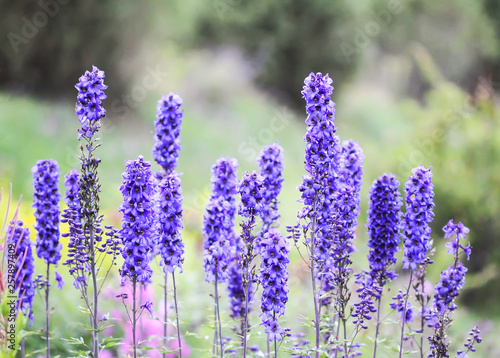 Blue delphinium beautiful flowers in summer garden. Fototapeta