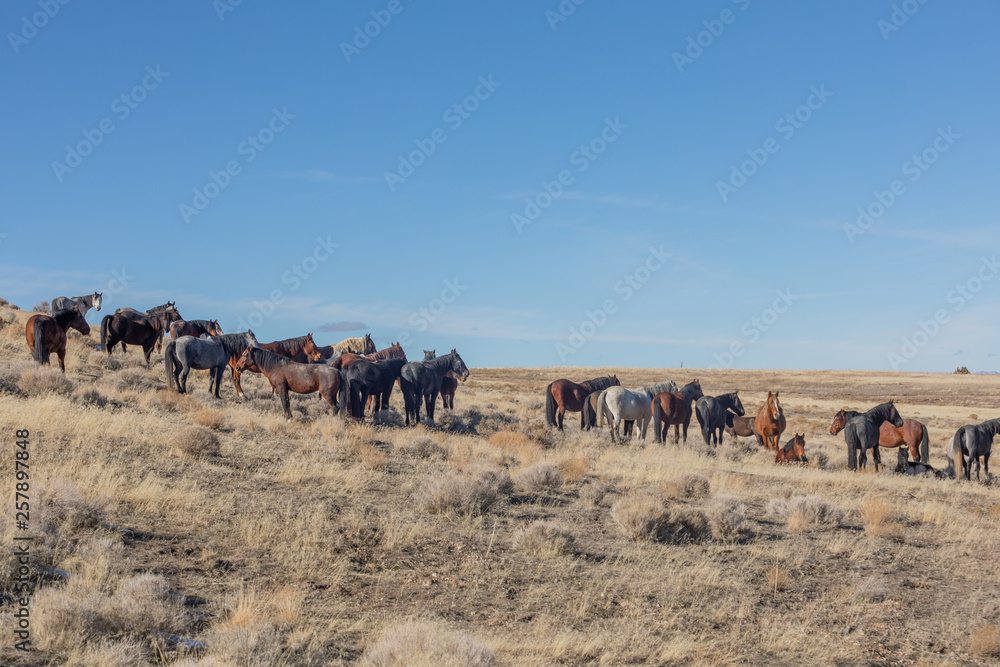 Wild Horses in the Utah Desert in Winter