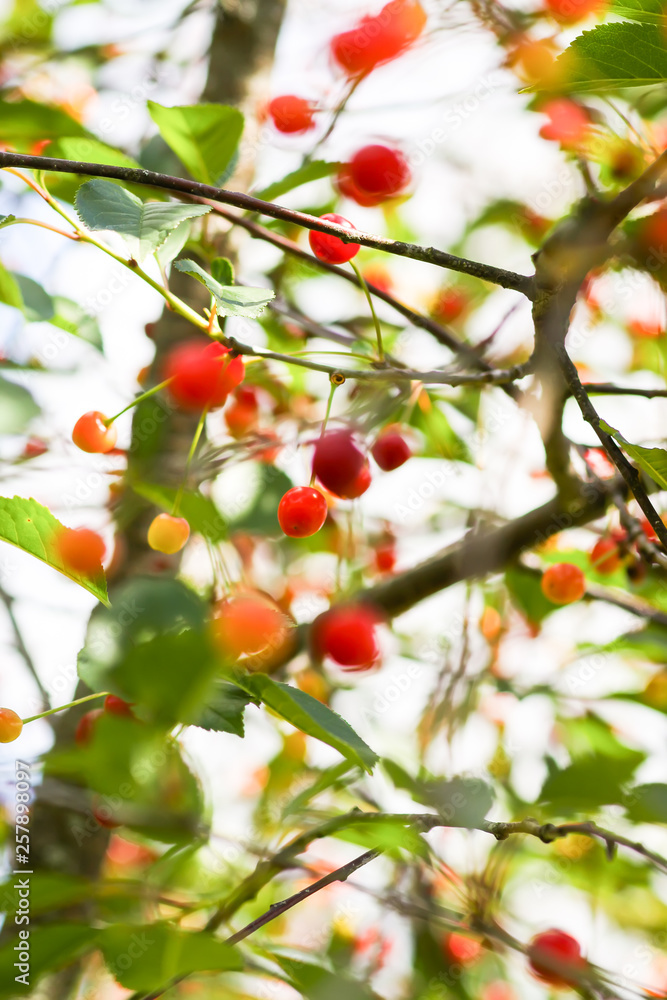 Ripe cherries on a tree. Fresh red cherry fruits in summer garden in the countryside.