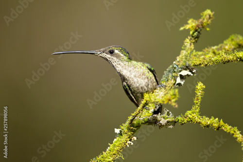 Talamanca hummingbird or admirable hummingbird (Eugenes spectabilis) is a large hummingbird. The admirable hummingbird's range is Costa Rica to Panama.  photo