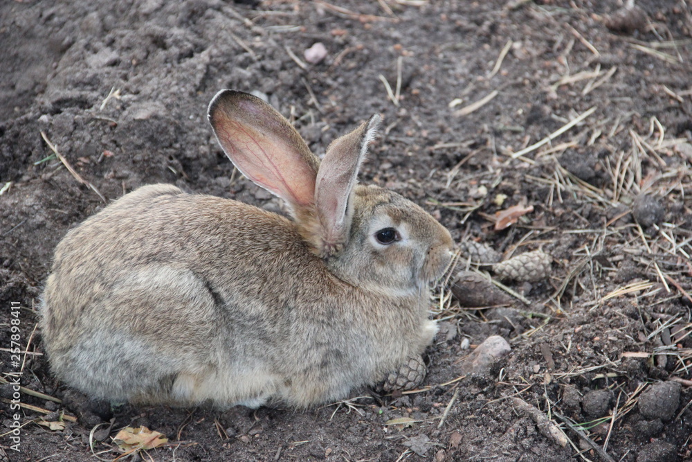 Fototapeta premium rabbit