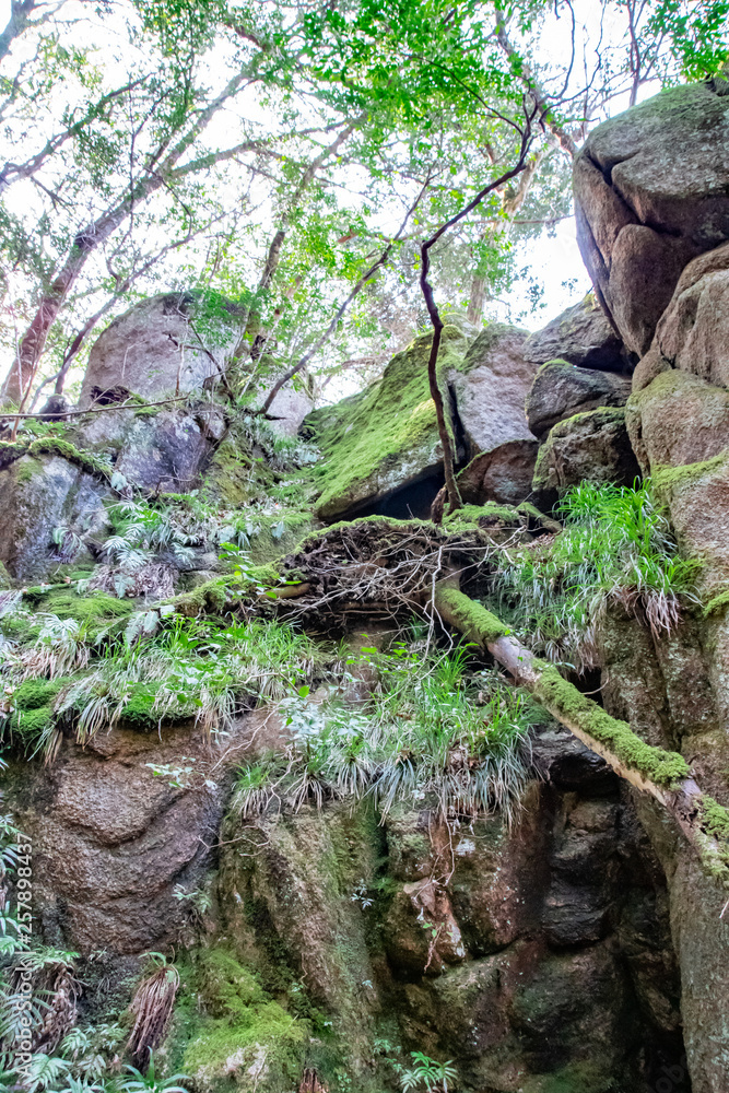 鬼の舌震　岩に生える草と苔 The rocks covered with the moss and weeds in the forest at Oni-no-Shitaburui Gorge in Okuizumo Town, Shimane pref. Japan